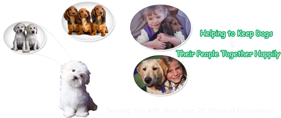 ABC Puppy School: Dog and Puppy Training | Stoneboro, PA
